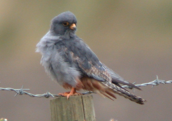 Red-footed Falcon