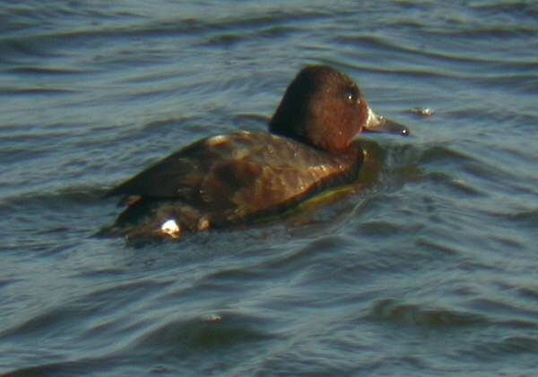 Ferruginous Duck