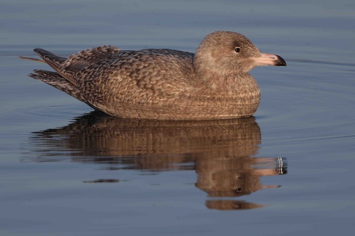 Glaucous Gull