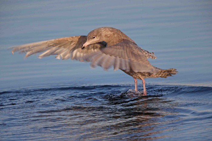 Glaucous Gull