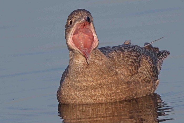 Glaucous Gull