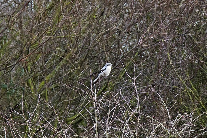 Great Grey Shrike