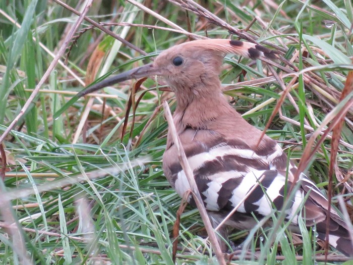Hoopoe