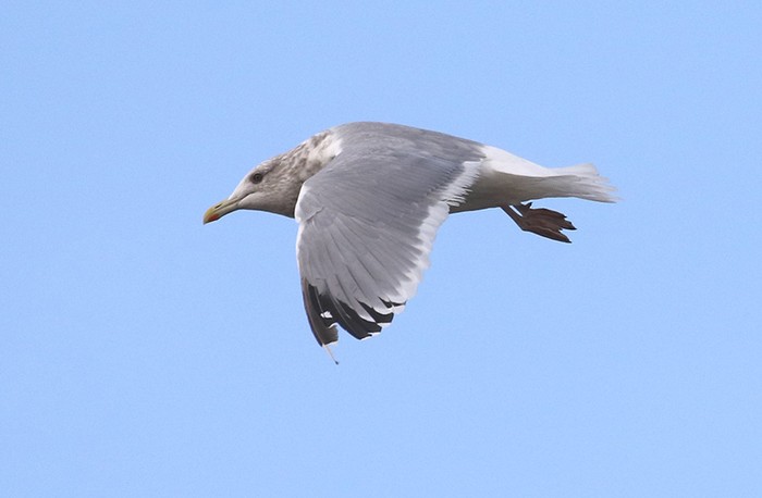 Vega Gull