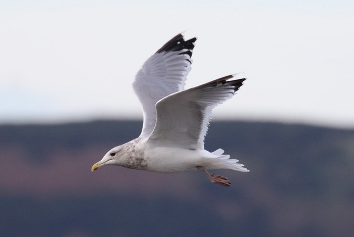 Vega Gull