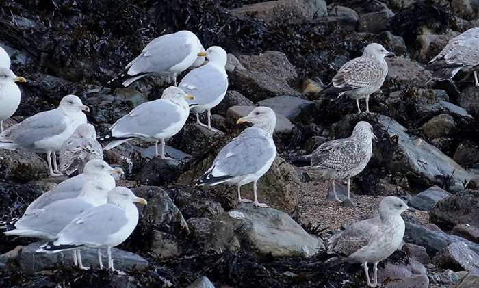 Vega Gull