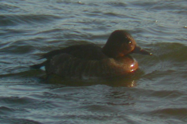 Ferruginous Duck