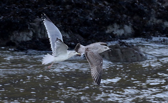 Vega Gull