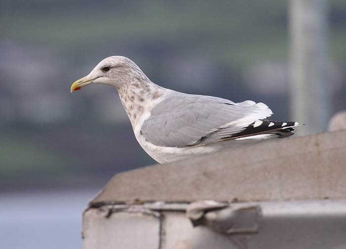 Vega Gull