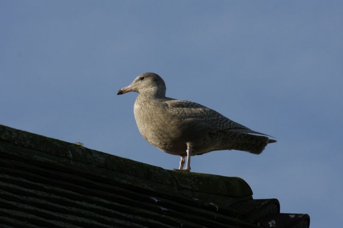 Glaucous Gull