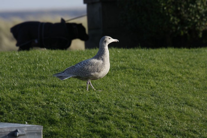 Glaucous Gull