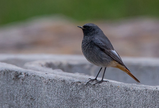 Black Redstart