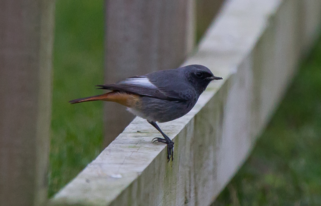 Black Redstart