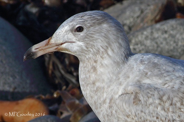 Glaucous Gull