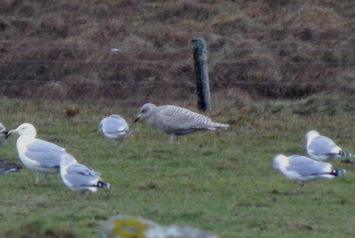 Kumlien's Gull