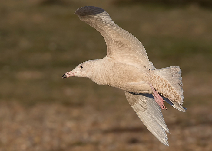 Glaucous Gull