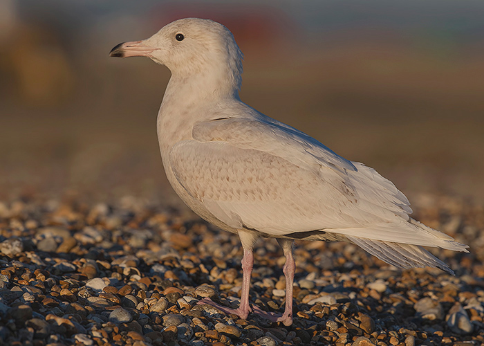 Glaucous Gull