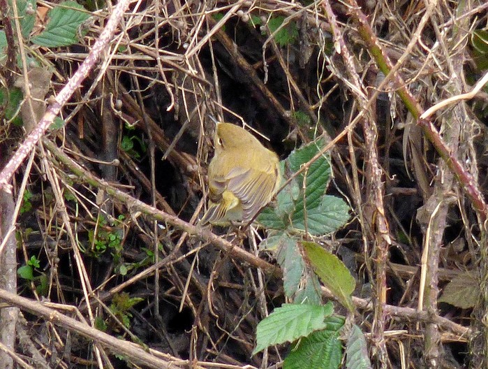 Chiffchaff
