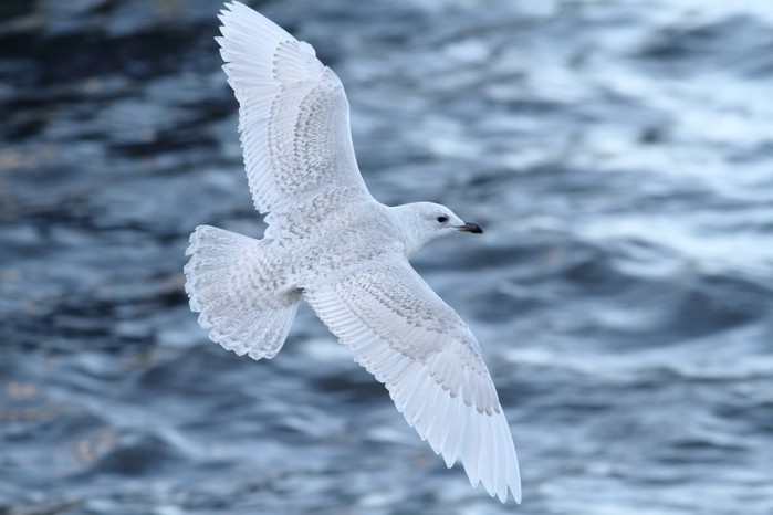 Iceland Gull