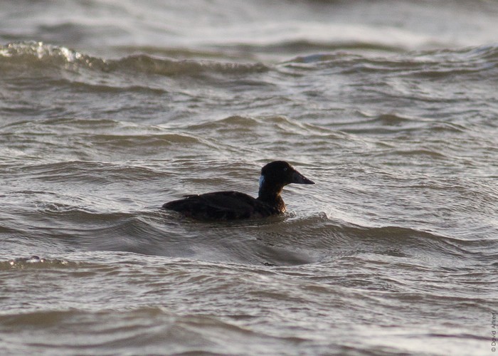 Surf Scoter