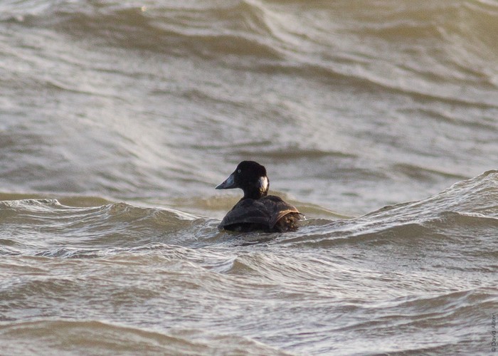 Surf Scoter
