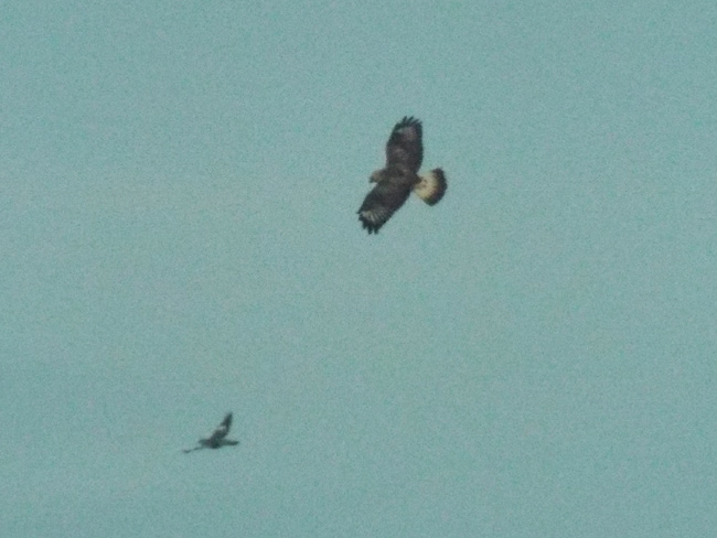 Rough-legged Buzzard