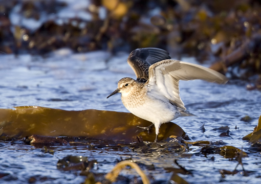 Baird's Sandpiper
