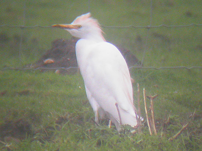 Cattle Egret