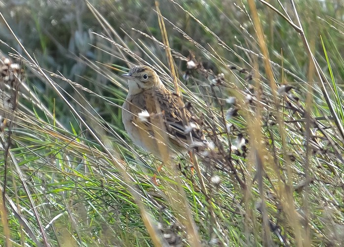 Richard's Pipit