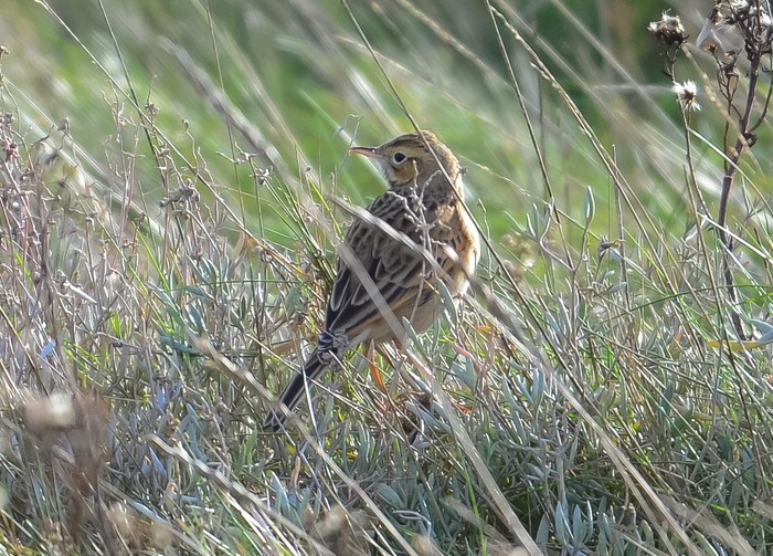 Richard's Pipit