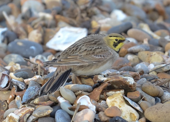 Shorelark