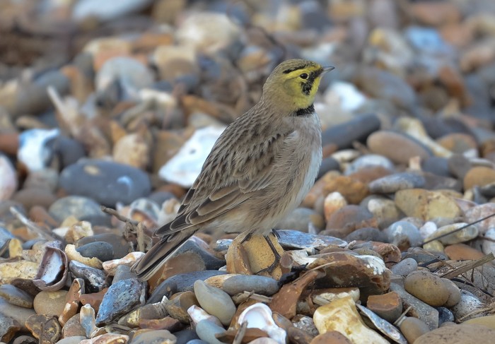 Shorelark