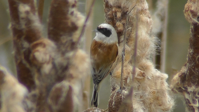 Penduline Tit