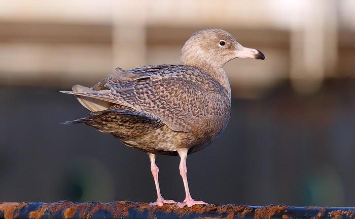 Glaucous Gull
