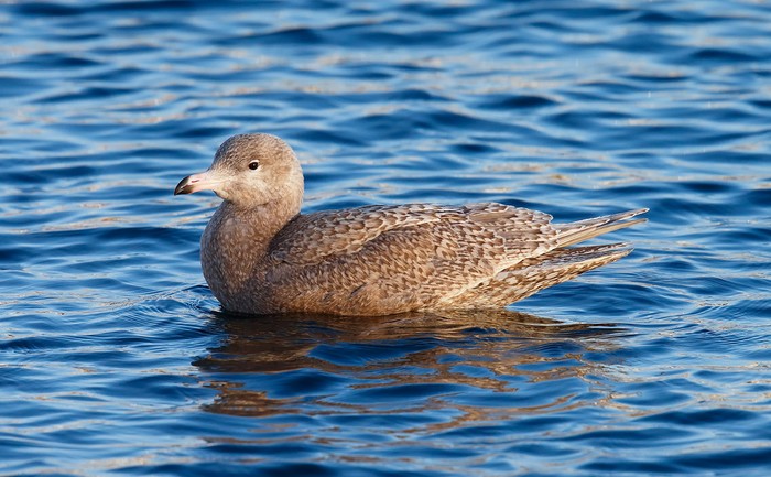 Glaucous Gull