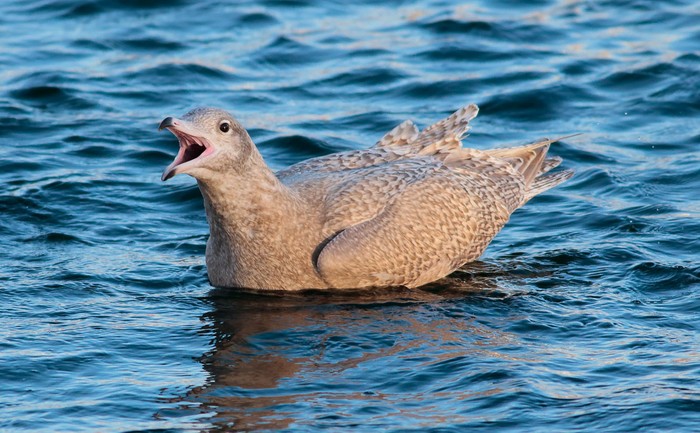 Glaucous Gull
