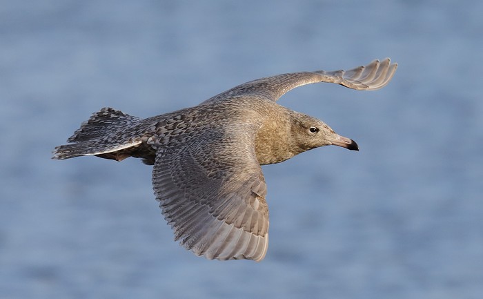 Glaucous Gull