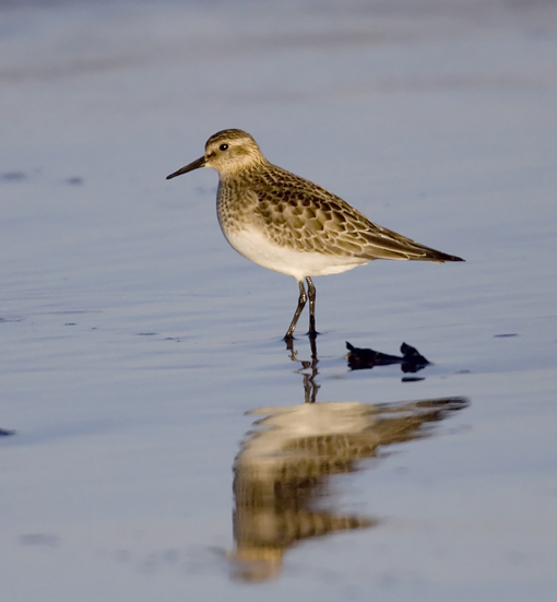 Baird's Sandpiper