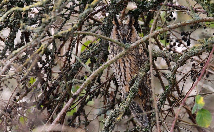 Long-eared Owl