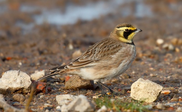 Shorelark