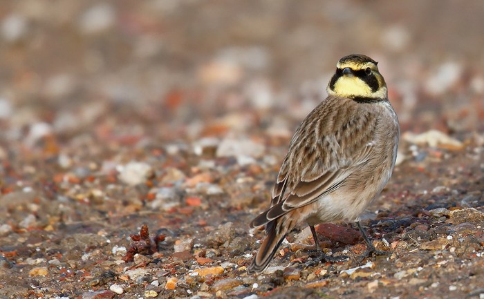 Shorelark