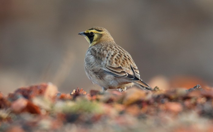 Shorelark