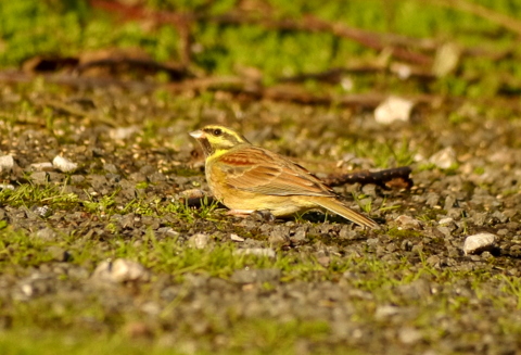 Cirl Bunting