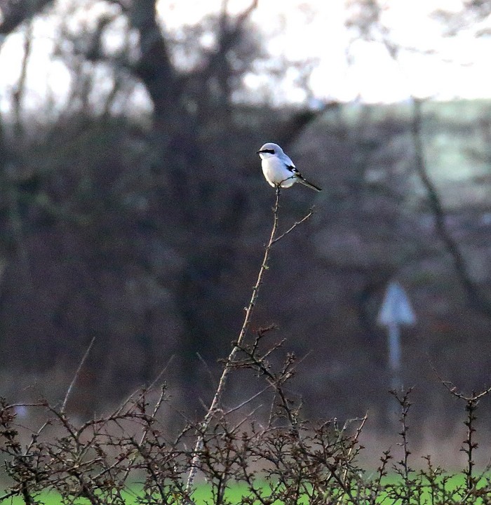 Great Grey Shrike