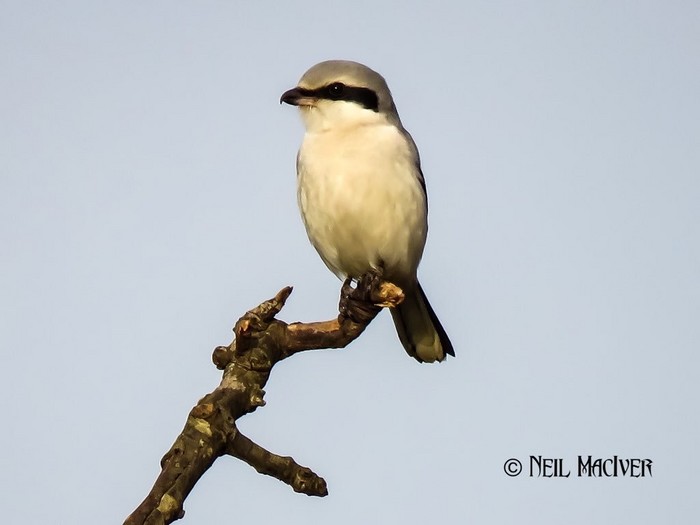 Great Grey Shrike