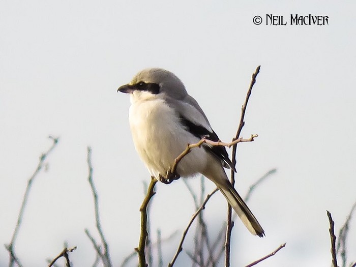 Great Grey Shrike