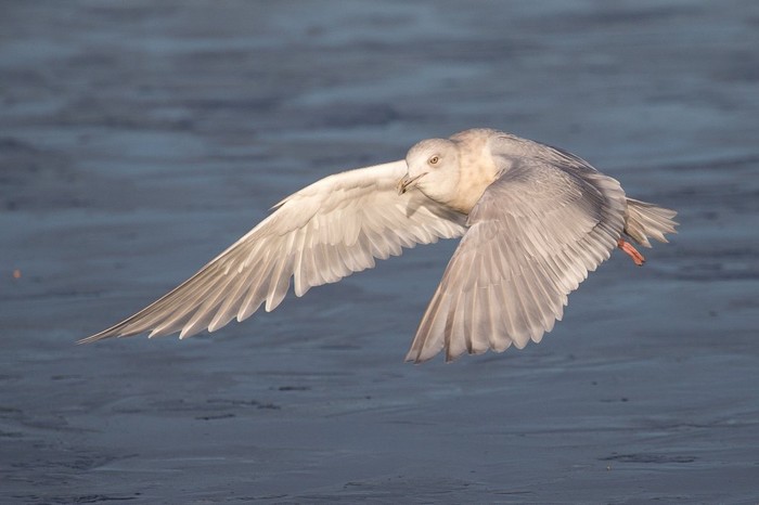 Kumlien's Gull