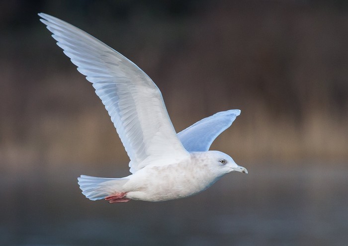 Kumlien's Gull