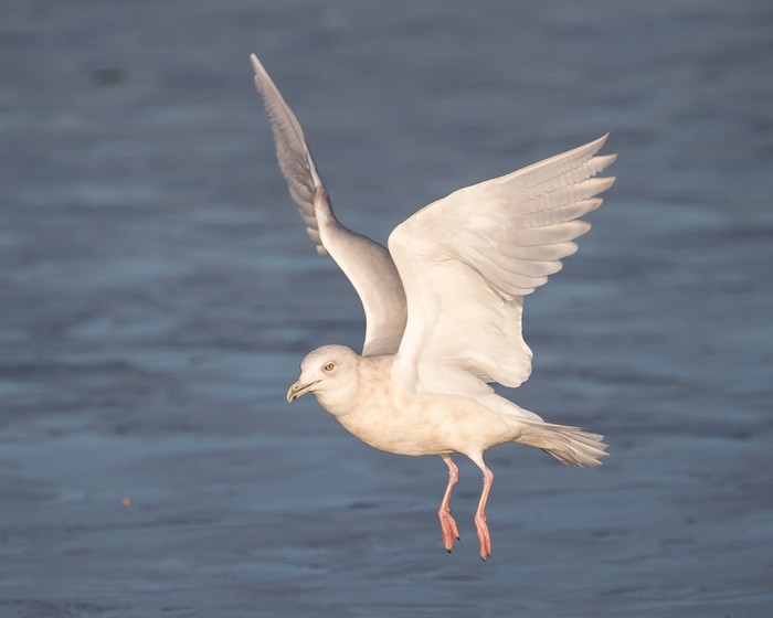 Kumlien's Gull