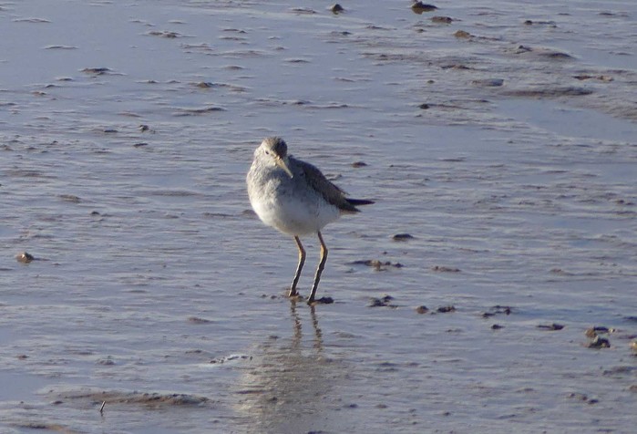 Lesser Yellowlegs